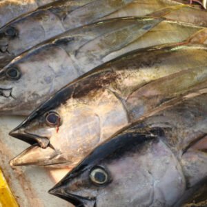 Fresh Yellowfin Tuna Supplier